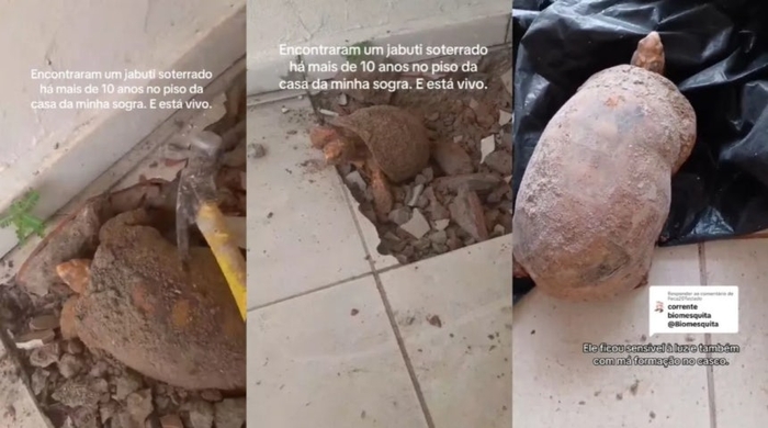 주택 바닥 아래에서 10년 넘게 갇혀 있다 발견된 거북. 사진=SNS 캡처