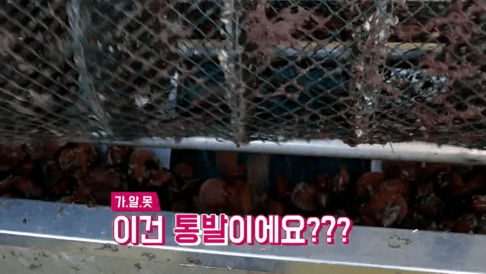 가리비 선별 /수협중앙회 유튜브 캡처