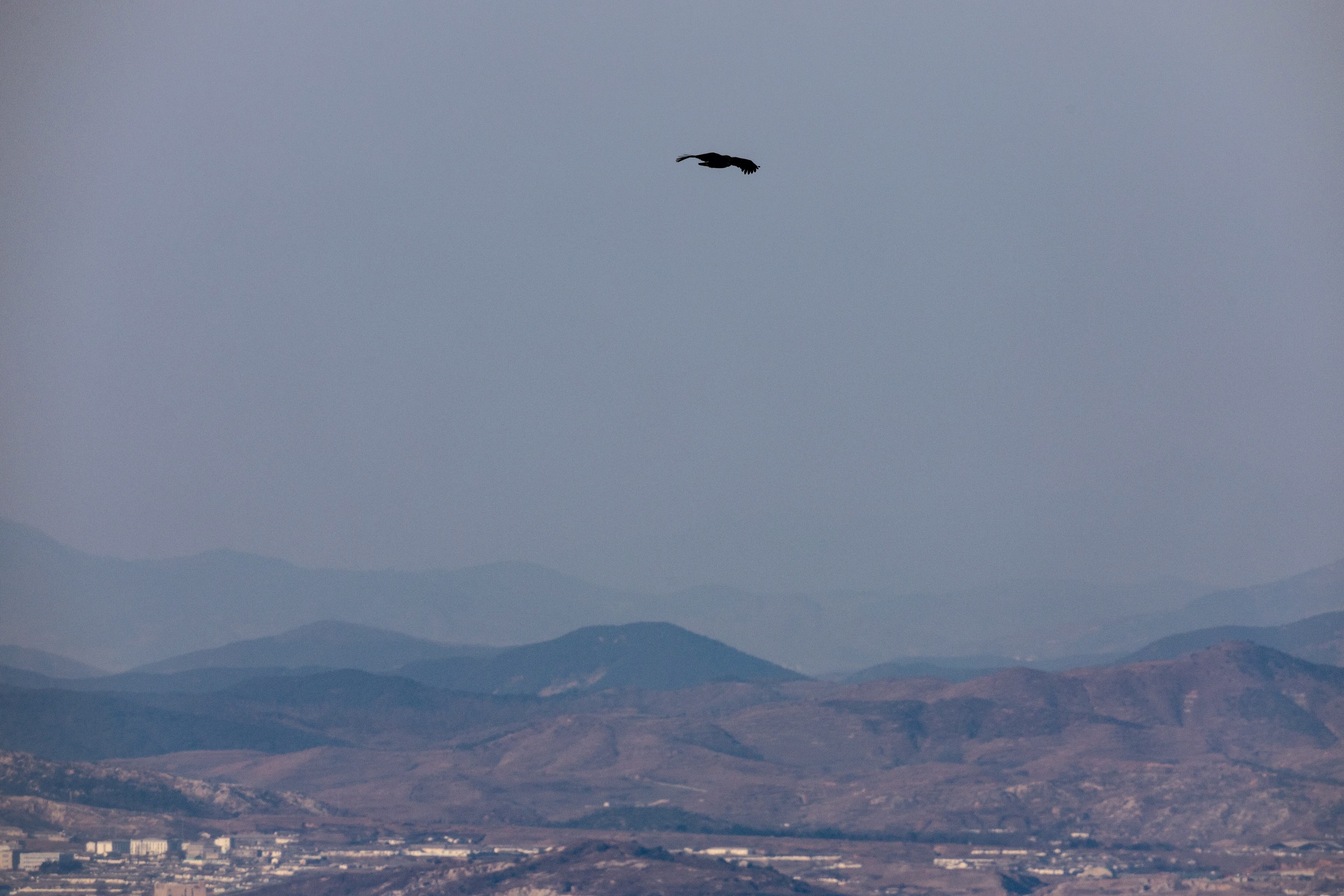 경기 파주 접경지역에서 바라본 비무장지대(DMZ) 상공에서 독수리가 남북을 가르며 비행하고 있다. /뉴스1