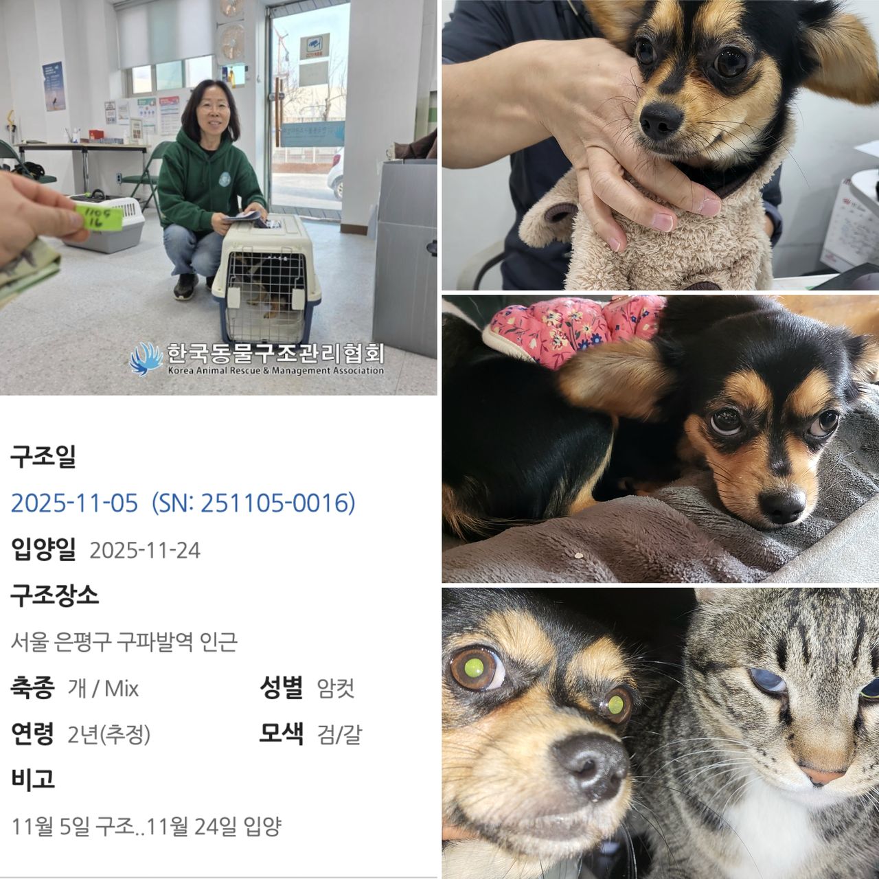 Top left: Julie Kim, a volunteer from Rebel Rescue South Korea, picks up Charm from KARMA. Right, bottom left: Charm receives a health check-up and adjusts to life with the other animals at Rebel Rescue's shelter in Pyeongtaek, Gyeonggi Province .