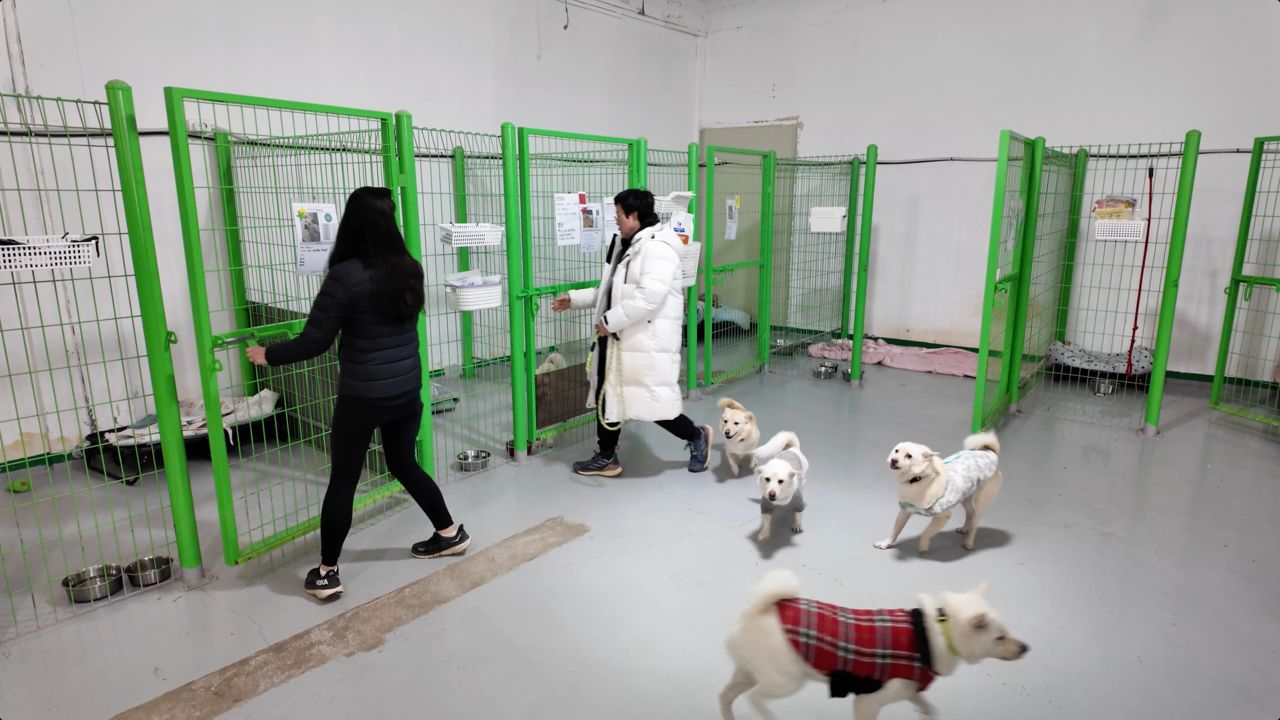 Dogs are released from their kennels for play time in the outdoor area at Rebel Rescue's shelter in Pyeongtaek. (Tammy Park/The Korea Herald)