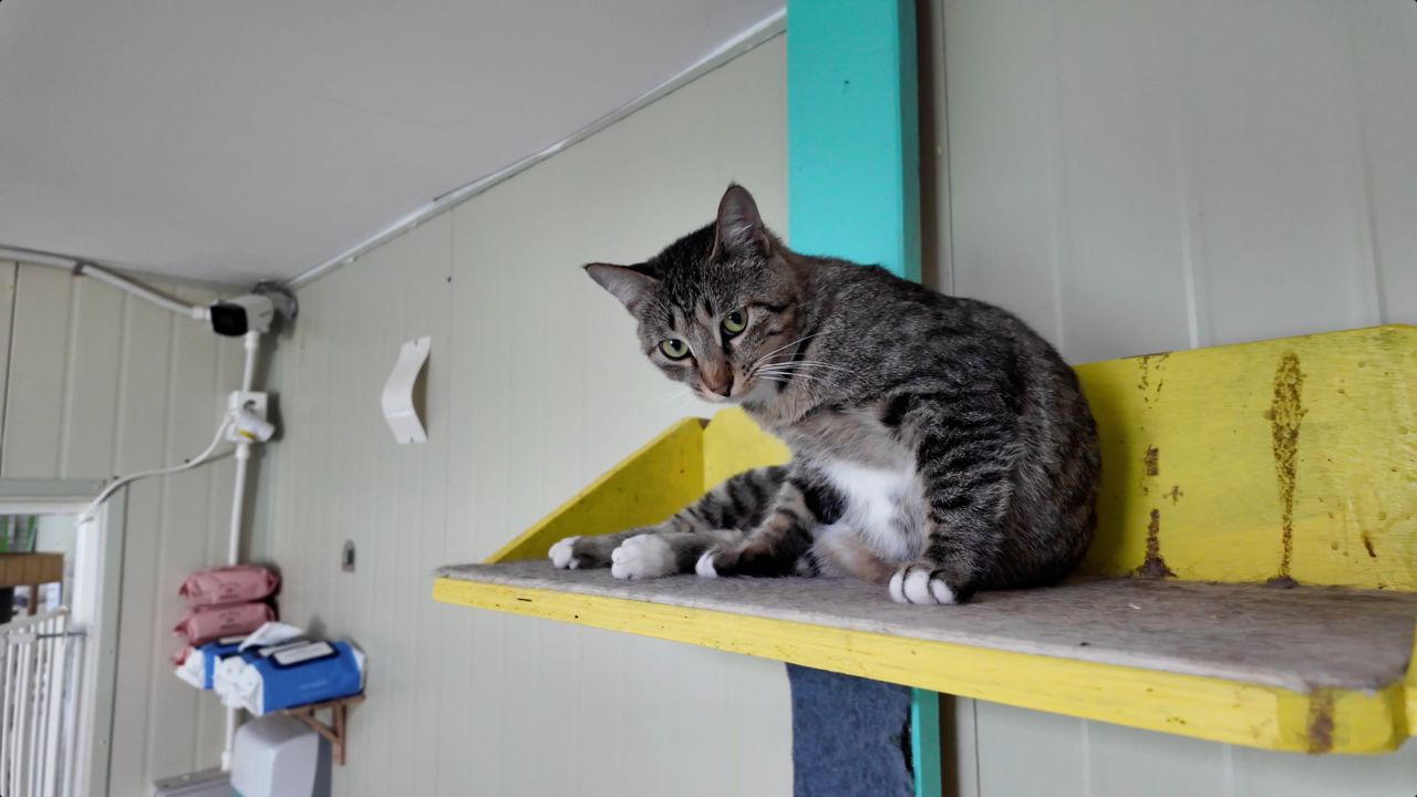 Rebel Rescue care for both cats and dogs. As of Dec. 30, there are currently 51 dogs and 43 cats at the shelter. (Tammy Park/The Korea Herald)