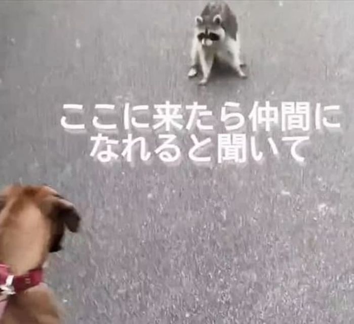 애니멀플래닛