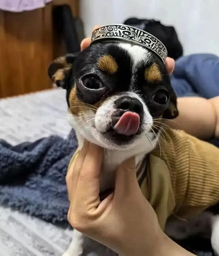 애니멀플래닛