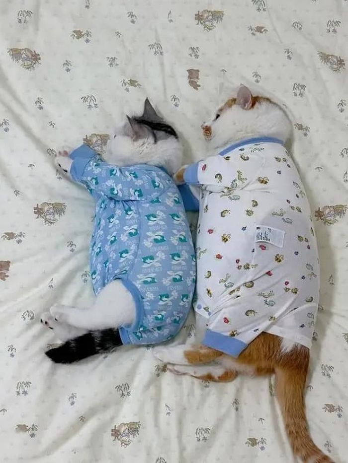 애니멀플래닛