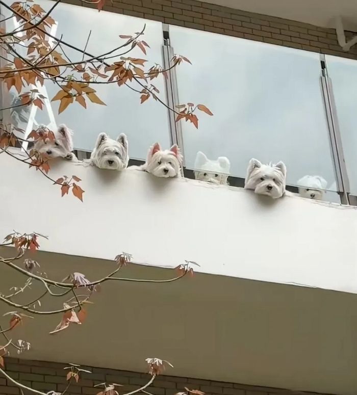 애니멀플래닛