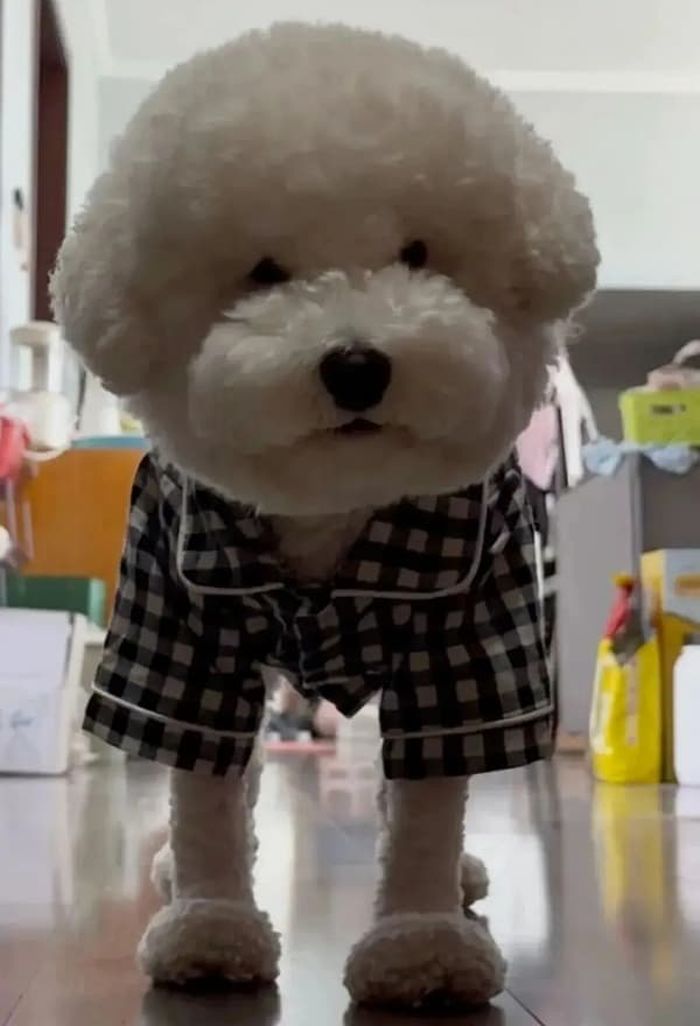 애니멀플래닛
