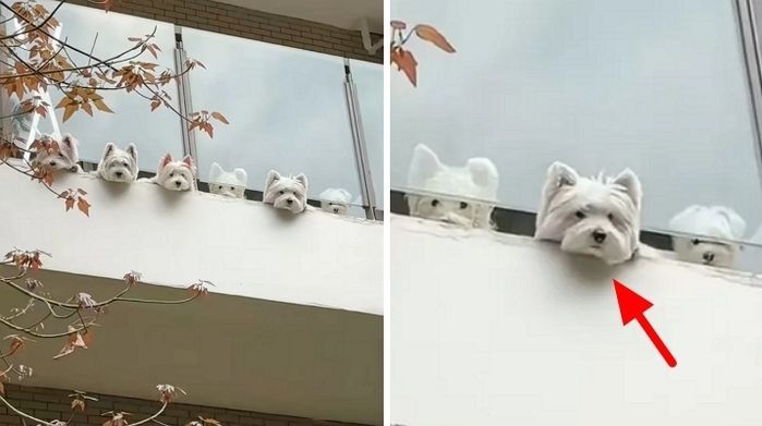 애니멀플래닛