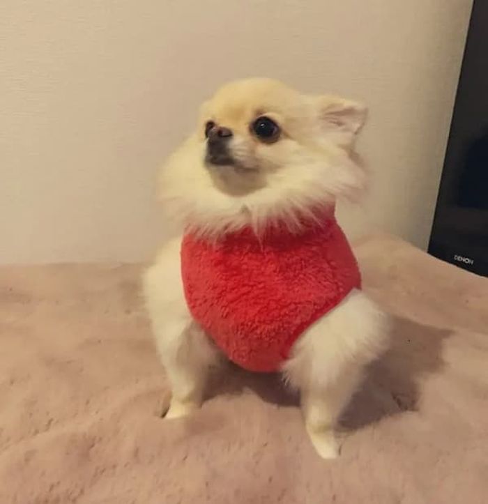 애니멀플래닛