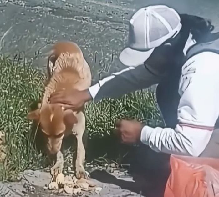 애니멀플래닛
