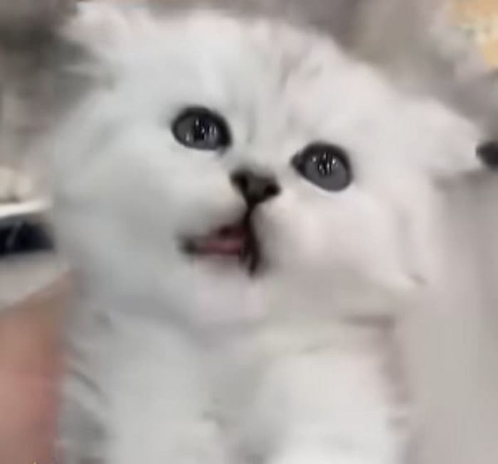 애니멀플래닛