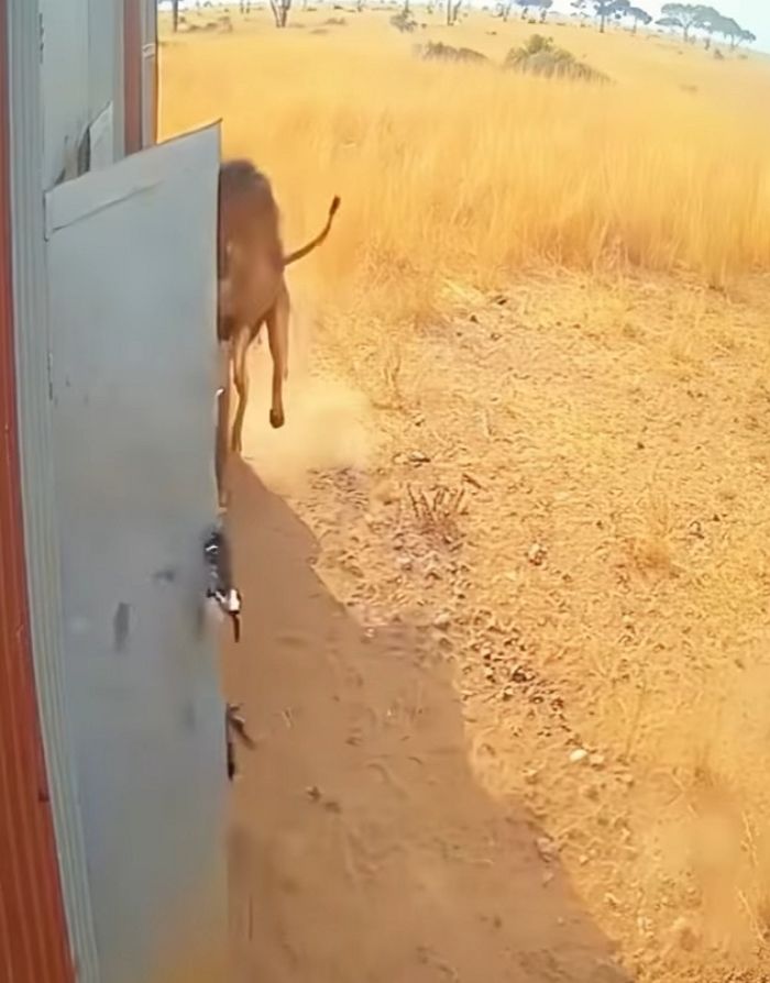 애니멀플래닛
