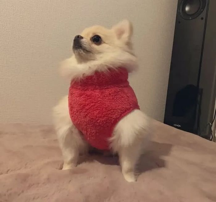 애니멀플래닛