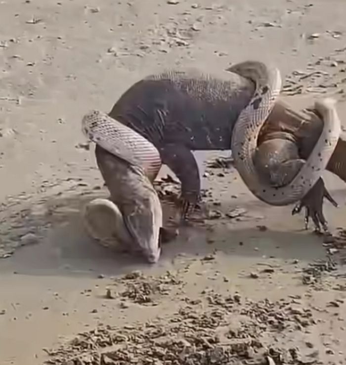 애니멀플래닛