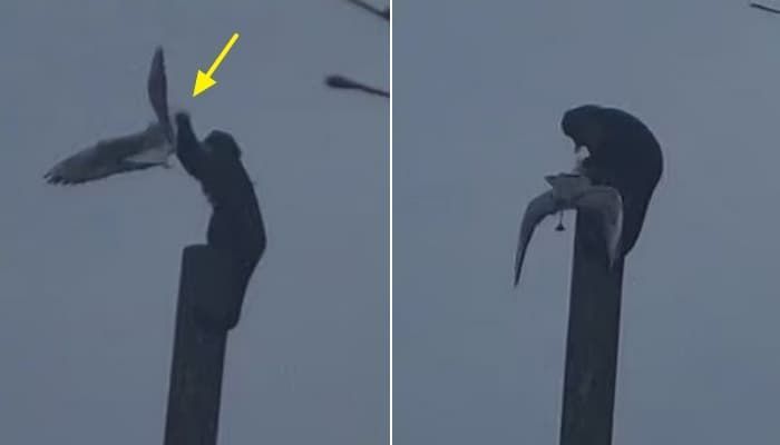애니멀플래닛
