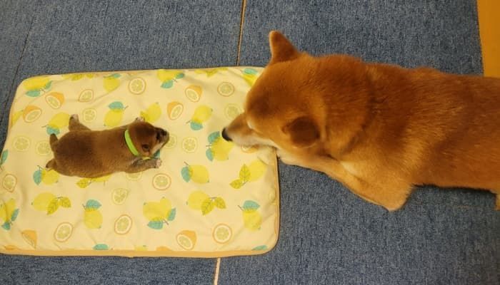 引用：X