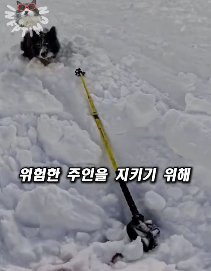 애니멀플래닛