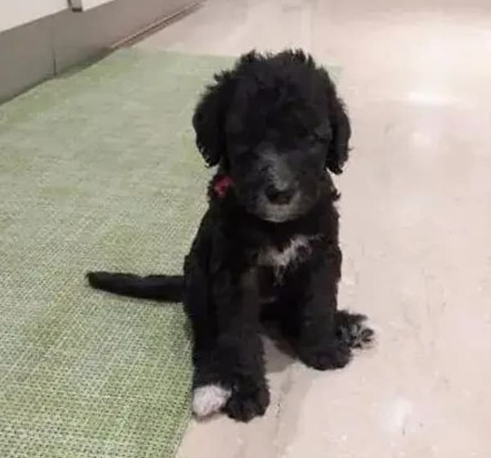 애니멀플래닛