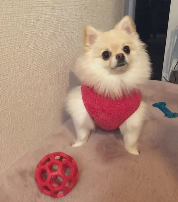 애니멀플래닛