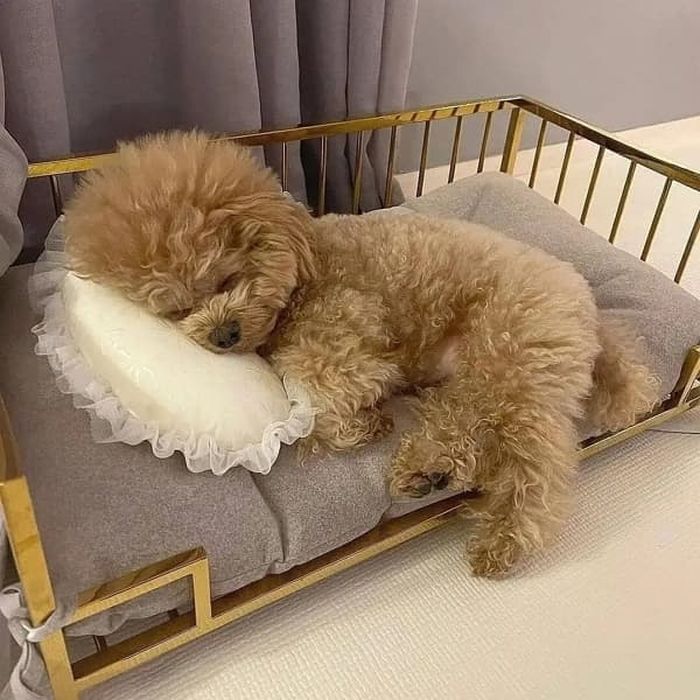 애니멀플래닛
