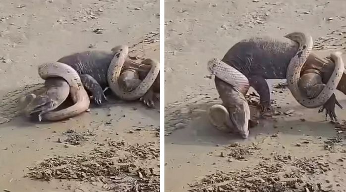 애니멀플래닛