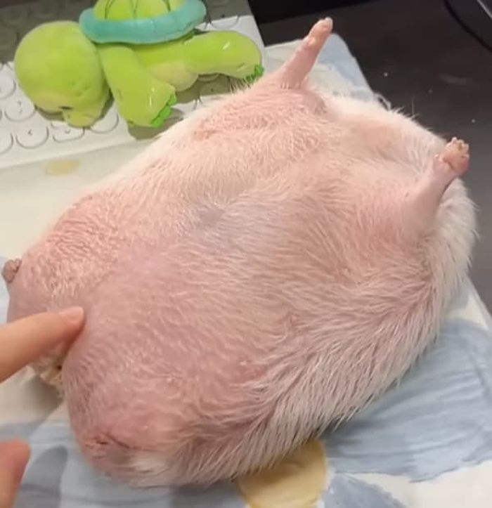 애니멀플래닛