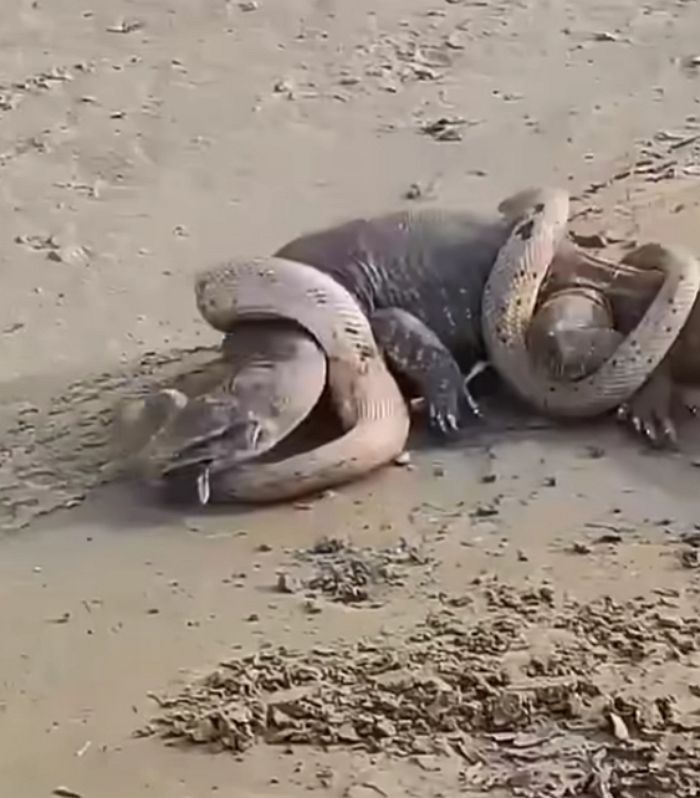 애니멀플래닛