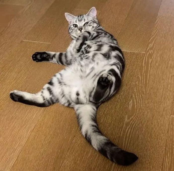 애니멀플래닛