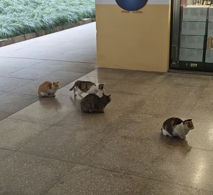 애니멀플래닛