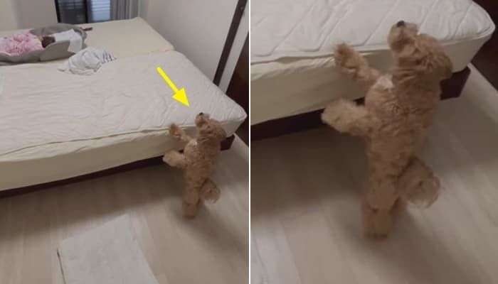 애니멀플래닛