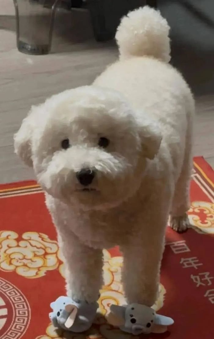 애니멀플래닛