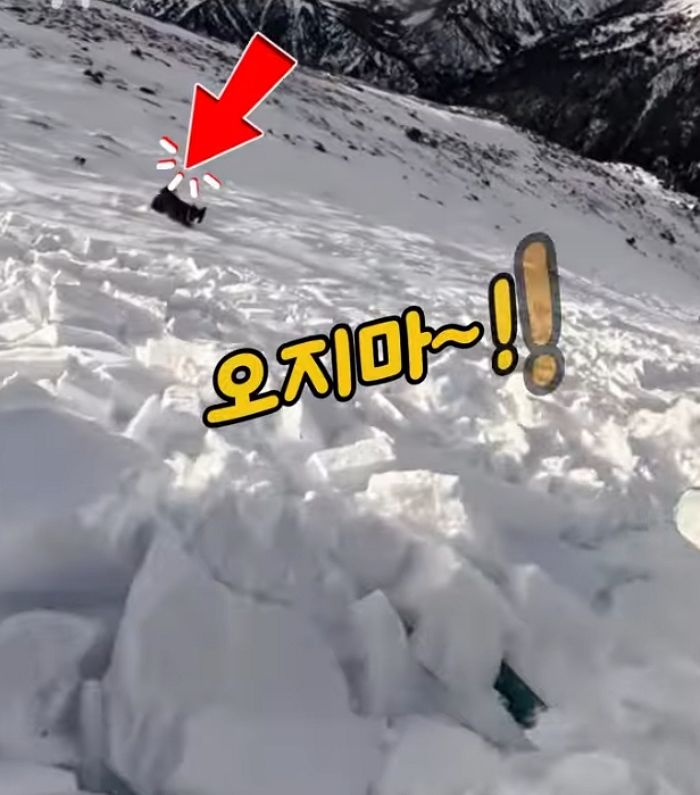 애니멀플래닛
