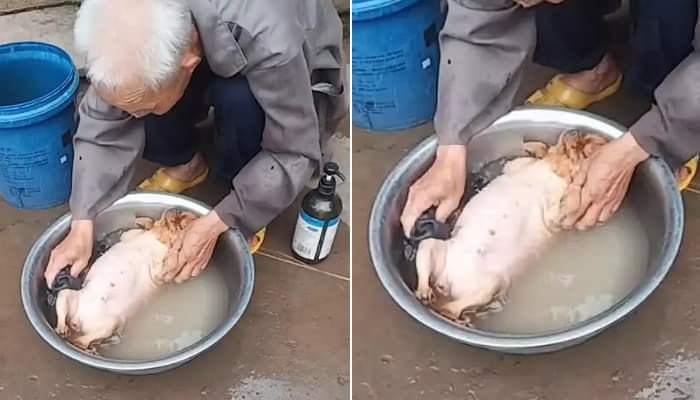 애니멀플래닛