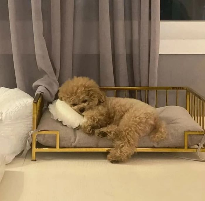 애니멀플래닛