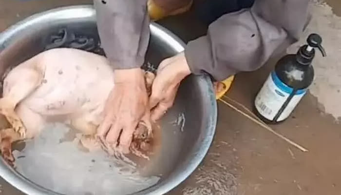 애니멀플래닛