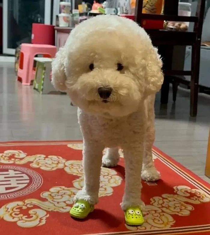 애니멀플래닛