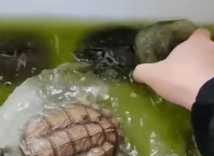 애니멀플래닛