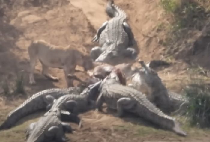 애니멀플래닛