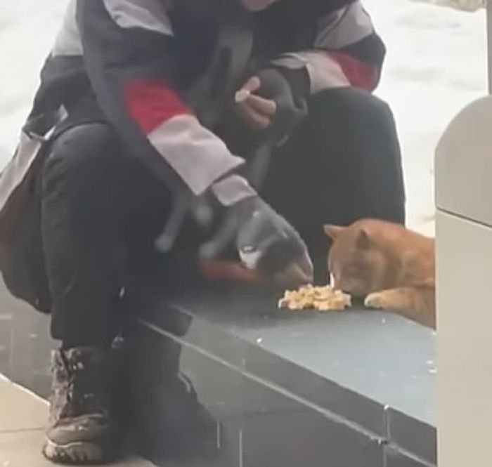애니멀플래닛