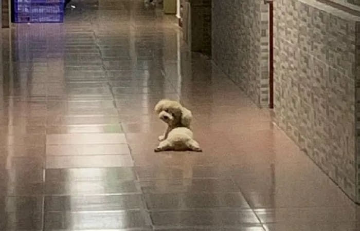 애니멀플래닛
