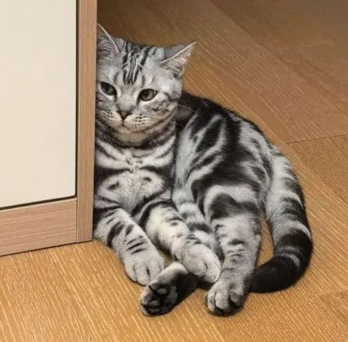 애니멀플래닛