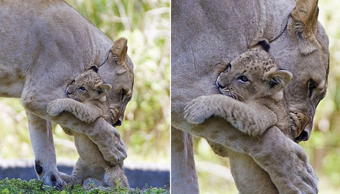 애니멀플래닛