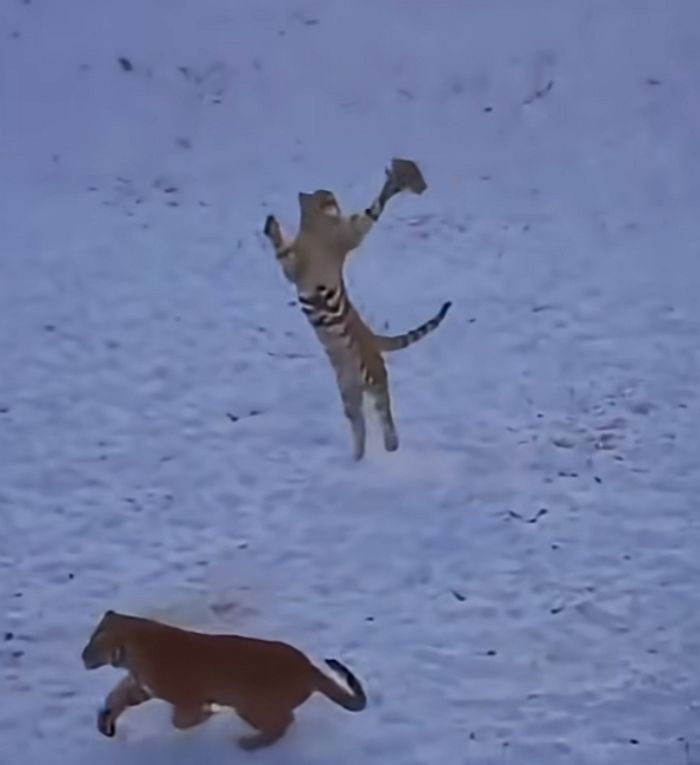 애니멀플래닛