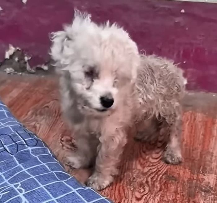 애니멀플래닛