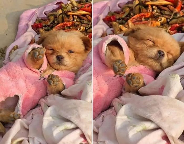 애니멀플래닛