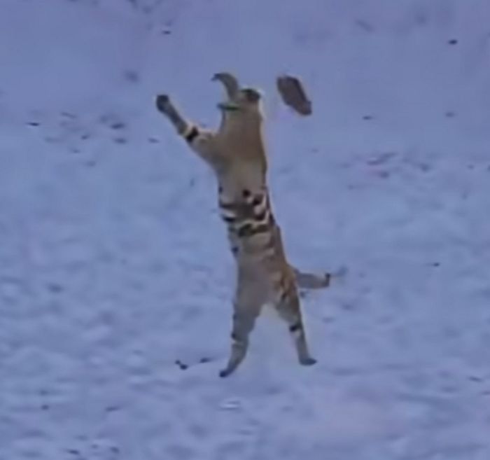 애니멀플래닛