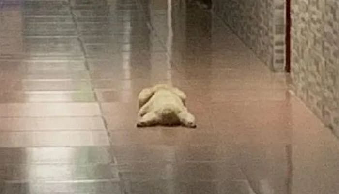 애니멀플래닛
