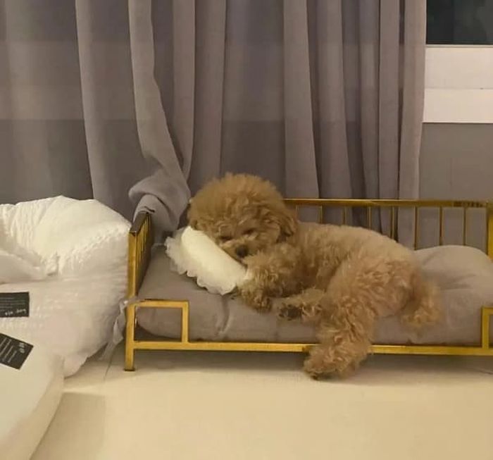 애니멀플래닛