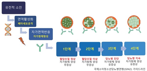  1형당뇨병의 발생과 진행 단계. 유전적 소인을 바탕으로 자가면역 반응이 진행되며, 무증상 단계에서 혈당 이상을 거쳐 당뇨병으로 진단된다.