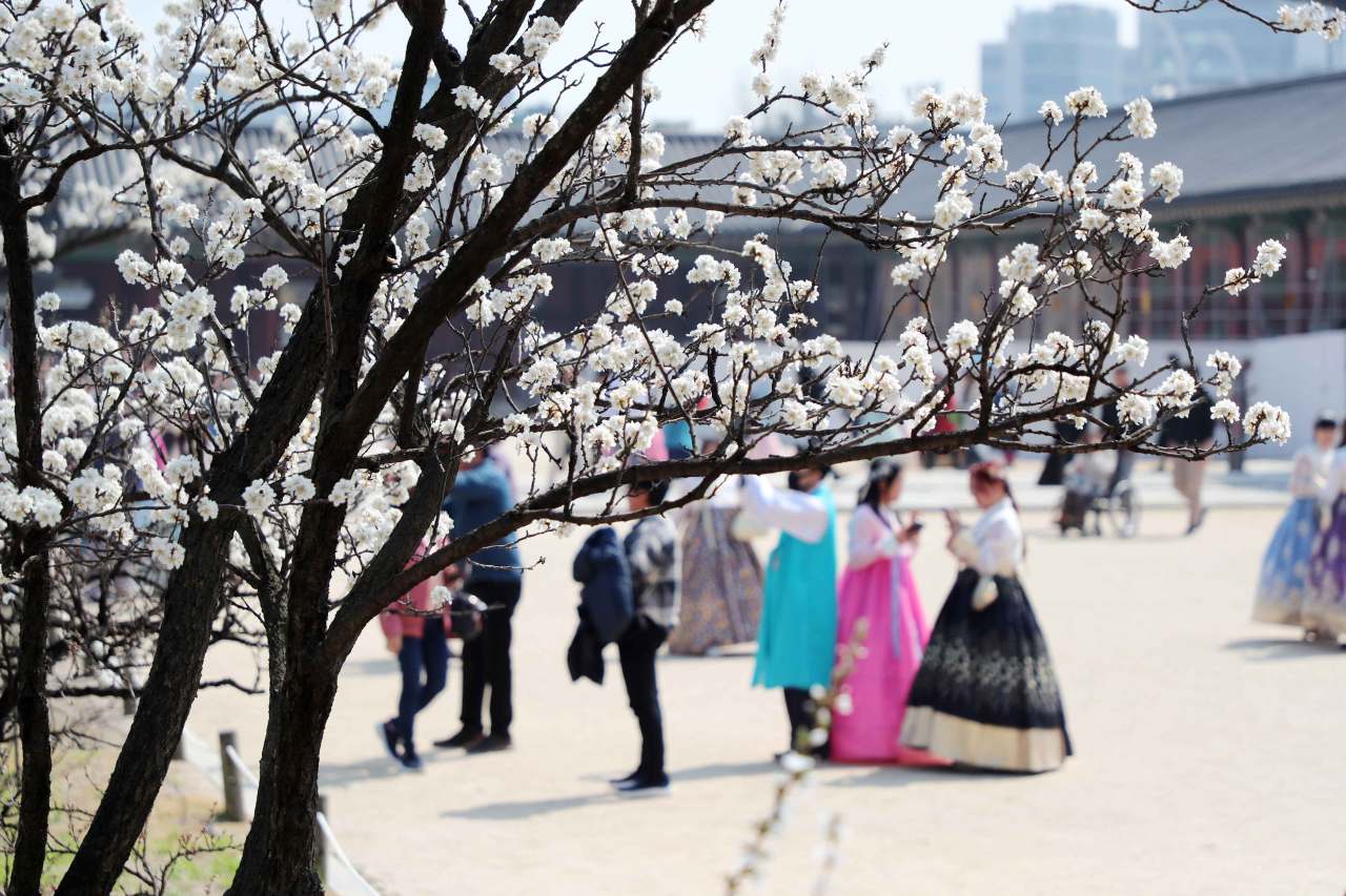 전국 매화꽃 특징 / 사진=한국관광공사 포토코리아@이범수